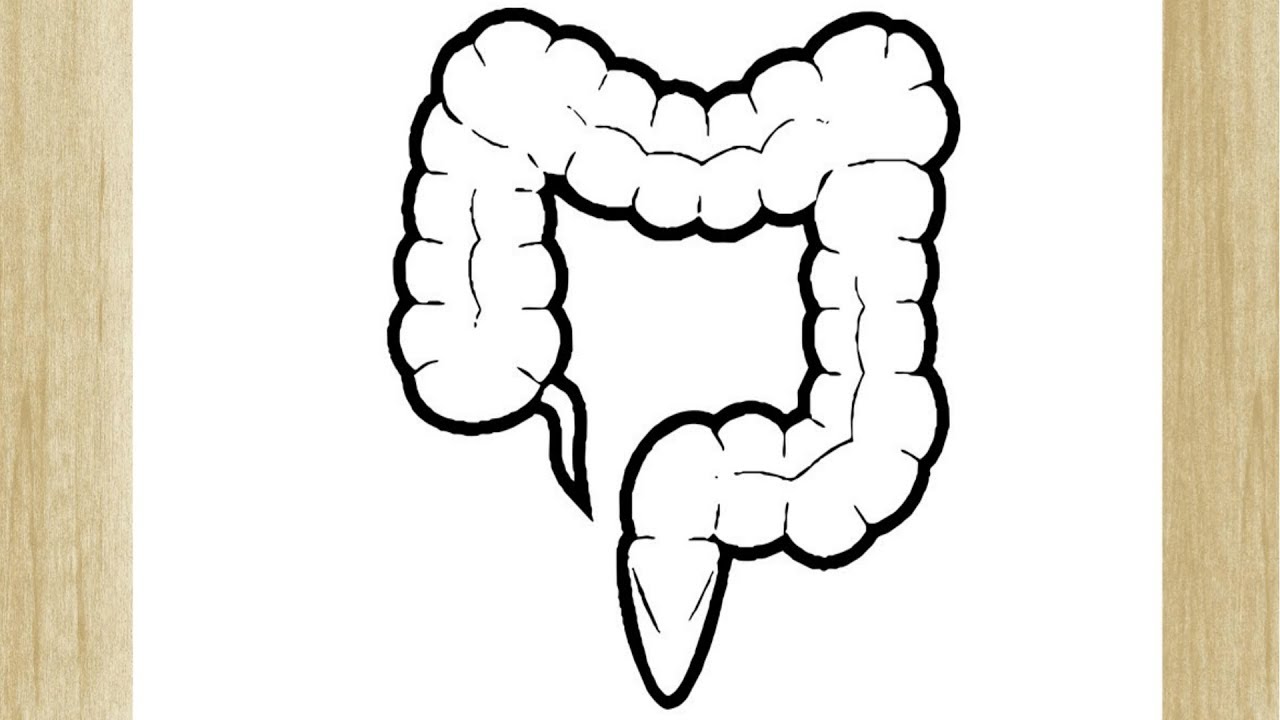 Толстый кишечник рисунок. Кишечник раскраска. Кишечник контур. Кишечник раскраска для детей.