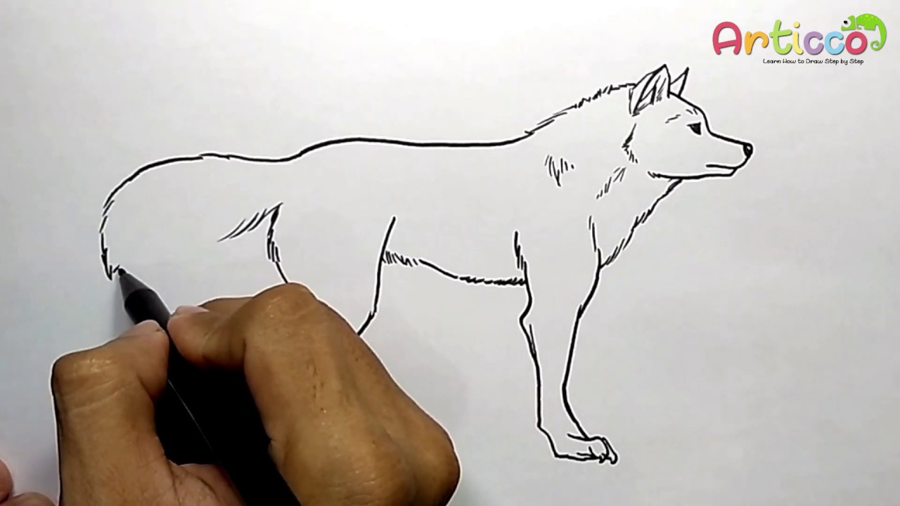 How To Draw Walking Wolf Step by Step