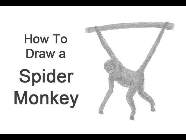 How to Draw a Spider Monkey.